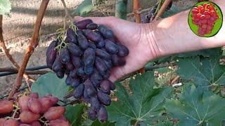 @Виноград Красава  Новый виноград