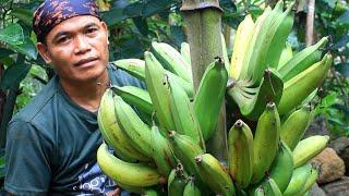 Kolak pisang nangka jumbo untuk buka puasa | memasak ikan gurame daun ketupuk santan pedas