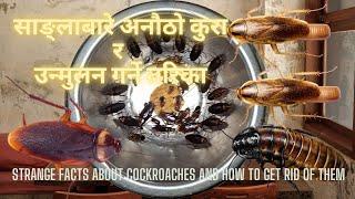 साङ्लोबारे अनौठो कुरा | उन्मुलन गर्ने तरिका | Strange facts about cockroach | how to get rid of them