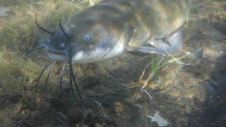 See The Hidden World Of The Brown Bullhead Catfish