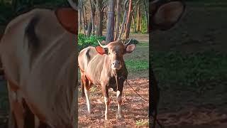 "JALAN² LIHAT HEWAN Qurban MEME LUCU SAPI Ngamuk??VERSI KOWE TAK sayang sayang!!!