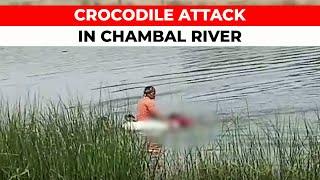 Madhya Pradesh: Crocodile attack sweeps away eight devotees crossing Chambal river