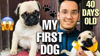 I Bought 40 Days Old Pug Puppy | Reason Why I Choose Pug??? | Pug puppy in delhi | pug in delhi