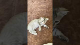 I ended up losing my fur to that stupid thing …#funnykittens #catslover #kandithefunnykitten #cute