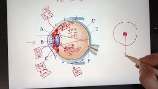 [중3][4단원] 자극과 반응 - 시각 신경. 구조와 기능. 눈의 구조와 기능. 쉽게 외우자