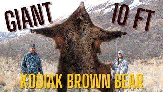 Giant, 10-Foot Kodiak Island Alaska Brown Bear Hunt