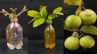 How to grow guava tree from cuttings, easy for beginners