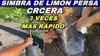 Cómo sembrar el limón persa correctamente/ el mejor método