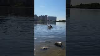 Открыли купальный сезон  #собака #pets #джекрассел #джекрасселтерьер #ялюблюсобак