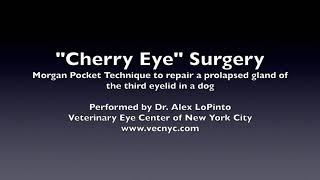 Morgan Pocket Technique to repair a "Cherry Eye" in a dog