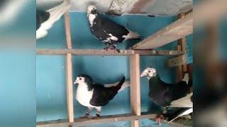 Gole kabootar sale. fighting pigeons. contact 9910839194  new jafrabad sudamapuri maujpur