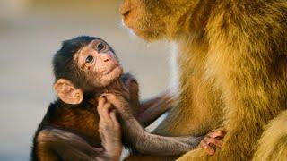 Infant Macaque Kidnapped | 4K UHD | Seven Worlds One Planet | BBC Earth