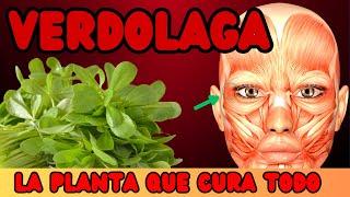 La planta verdolaga como se toma, estos son los beneficios de la verdolaga #salud