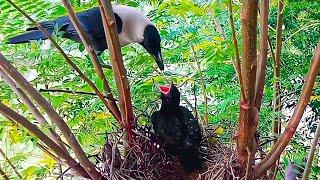 Cuckoo baby in crow nest | crow feeding cuckoo baby || Bird Plus Nature