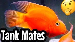 Top 5 Blood Parrot Cichlid Tank Mates