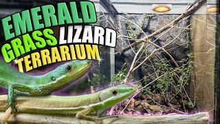 EMERALD grass lizard Growout Terrarium BUILD!!