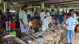 முத்துப்பேட்டை மீன் மார்க்கெட் மற்றும் மீன் ஏலம் சிறப்பான சம்பவம்/FISH AUCTION AND FISH MARKET