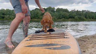 Paddle Board with your Dog on the Portager