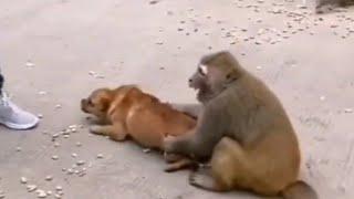 DOG VS MONKEY FIGHT | batangas tv