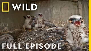 Peregrine Falcon Chicks in NYC (Full Episode) | Extraordinary Birder with Christian Cooper