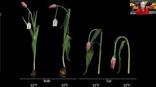 Grow Pro Series: Current Postharvest Handling Recommendations for Cut Flowers