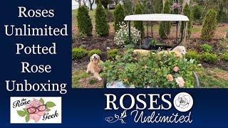  Roses Unlimited 18 Potted Roses Unboxed w/ Blooms / How to Acclimate New Roses / Hardening Roses