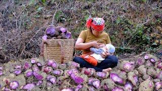 Discovered a yam garden and harvested them to make banh troi and sold them all in one day