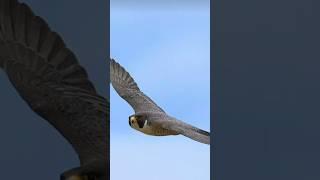 Peregrine Falcon is the fastest birds #interesting  #shan voice