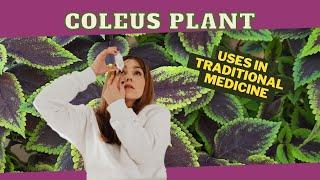 Coleus (Joseph's Coat) USES in TRADITIONAL MEDICINE / Earth's Medicine