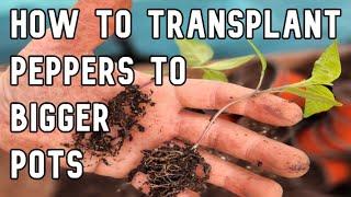 Transplanting Pepper Plants to Bigger Pots