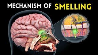 Mechanism of Smelling | Learn Biology With Musawir