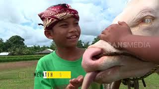 BOCAH PETUALANG | KISAH BELANGA DAN MALAEAN SAPI (23/08/19) PART 1