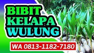 Harga Bibit Tanaman Kelapa Wulung WA 0813 1182 7180