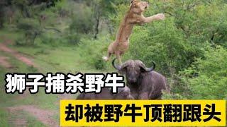 狮子捕杀野牛，野牛暴怒反杀狮子，狮子被顶撞成重伤！