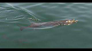 Savannah Georgia Offshore Fishing With American Fishing Charters Big Fish/Barracuda On Light Tackle