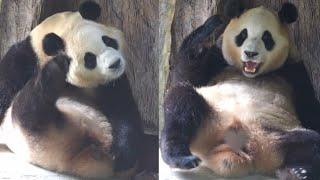 9.6 Panda Fu Bao Part 2 #new #daily #update #panda #fubao #푸바오 #fyp #viral #pandalife #pandalove