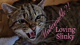 Untamable??! Loving Slinky the Feral Cat