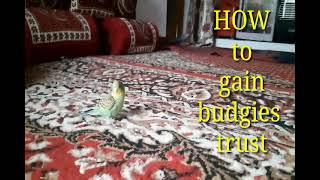 how to gain birds trust /team budgies/