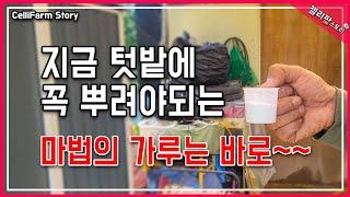 고추 토마토 고구마 텃밭 채소에 황산가리 똑똑하게 주는 법