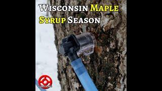 Maple Tapping in Wisconsin #shorts