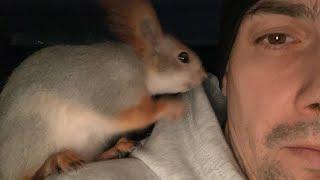 Белка Чип с каждым днем все умней и умней #youtube #squirrel