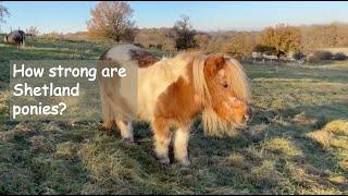 How strong are Shetland ponies? TV Episode 373