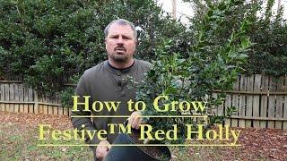 How to grow  Festive™ Red Holly with a detailed description