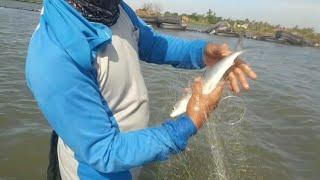 Jaring ikan bandeng dipantai hasilnya muantapppp