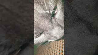 His name is Tahvo #cat #phonk