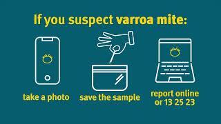 How to check your beehives for varroa mite using an alcohol wash