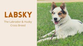 Labsky Dog Profile - The Labrador & Husky Cross Breed | The Designer Dogs