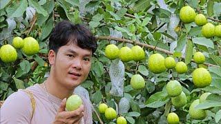 Harvesting ripe guavas to sell, tiling the floor of the house