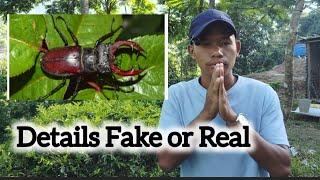 Details Stag beetle | Real or Fake @Cooking_with_yang