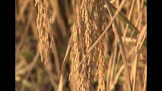 Row rice cultural practice increasing in northeast Louisiana